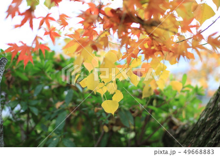 紅葉（3色） 49668883