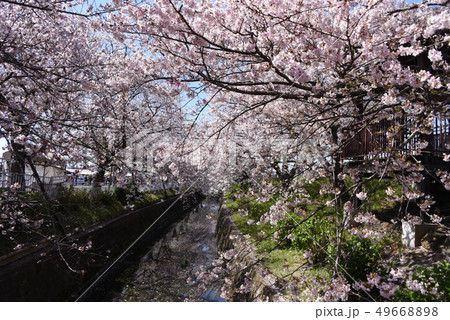 桜 桜 49668898