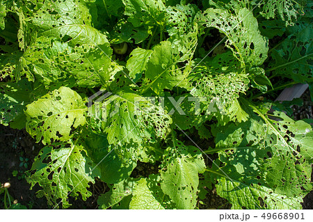 虫に喰われた野菜の葉 49668901