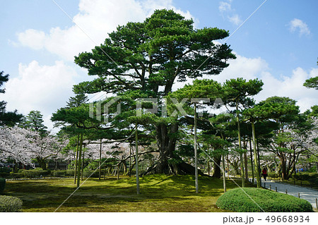 兼六園　根上松 49668934