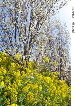 可憐に咲く白い花桃の花と菜の花 縦 の写真素材