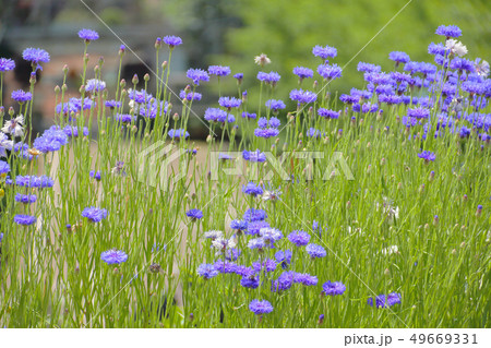 初夏の花畑 49669331