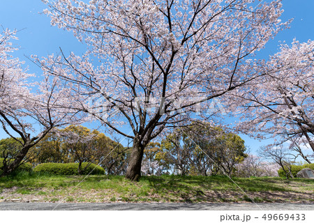 南千里公園の桜 49669433