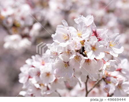 南千里公園の桜 49669444