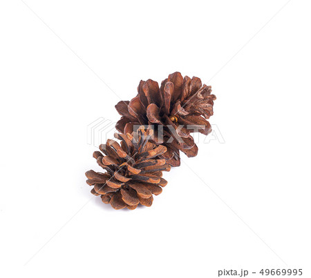 Pine cone on white background Pine cone on white background 49669995