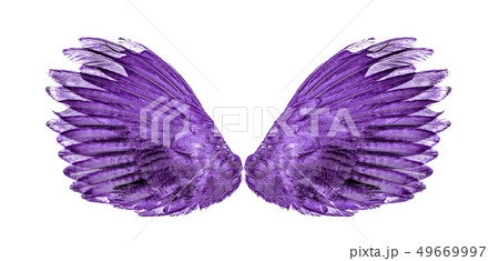Angel wings an isolated on background Angel wings an isolated on background 49669997
