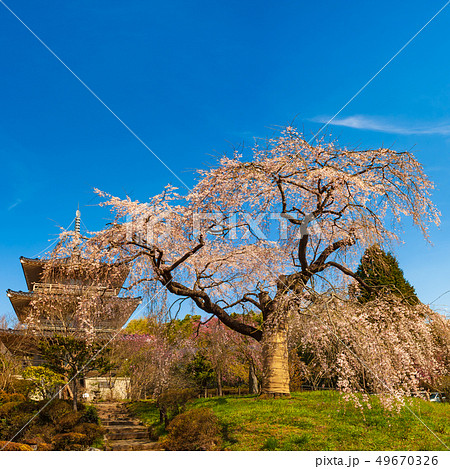 浄泉寺のしだれ桜 49670326