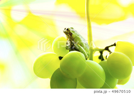 ブドウの上に座って光のある上の方を見上げるカエル 49670510