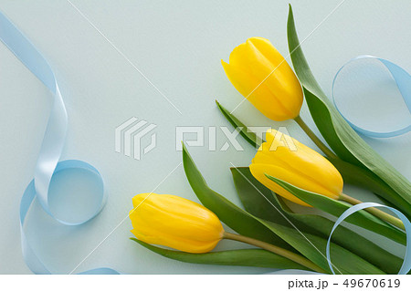 黄色のチューリップと水色のリボンのプレゼントのイメージの写真素材