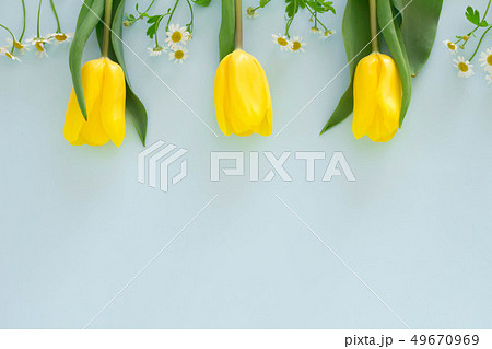 水色無地の背景と黄色のチューリップの春のイメージの写真素材
