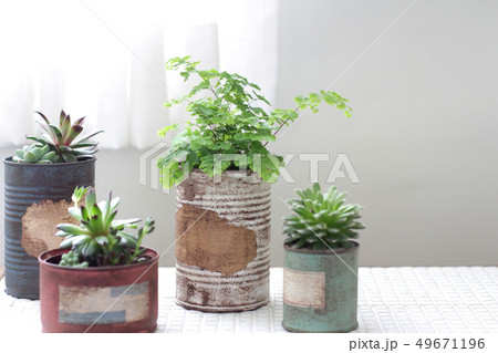 白いカーテン越しに飾ってるリメイク缶に入れた観葉植物 白いカーテン越しに飾ってるリメイク缶に入れた観葉植物 49671196