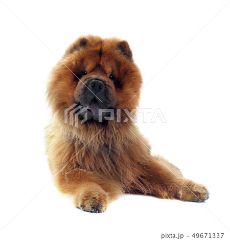 chow-chow chow-chow 49671337