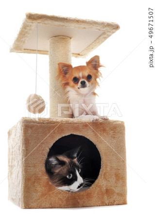 chihuahua and siamese cat 49671507