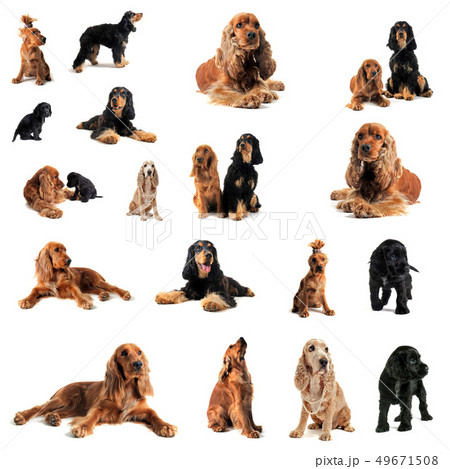 cocker spaniel 49671508