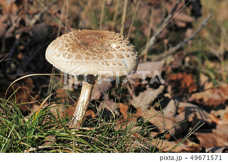 Macrolepiota procera or Parasol mushroom Macrolepiota procera or Parasol mushroom 49671571