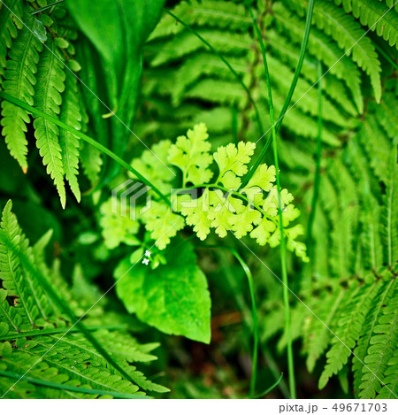 シダ植物のクローズアップ シダ植物のクローズアップ 49671703