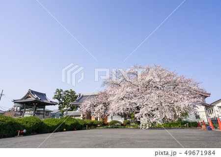 愛知県小牧市 長林寺の枝垂れ桜 49671984