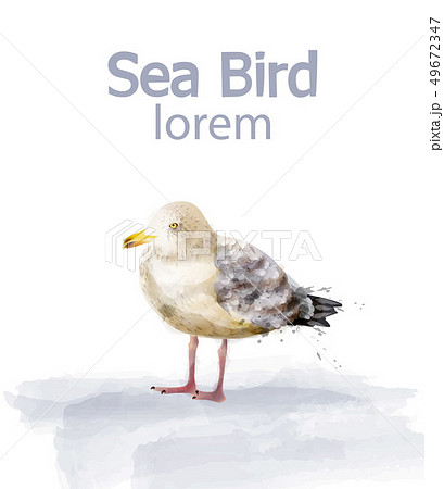 Seabird vector watercolor. cute bird isolated on Seabird vector watercolor. cute bird isolated on 49672347
