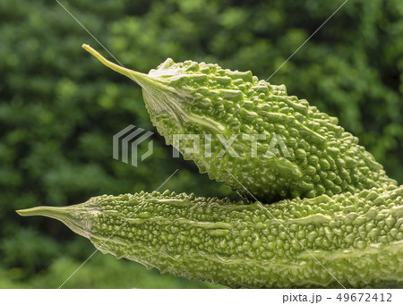 私が育てた ゴーヤ 49672412