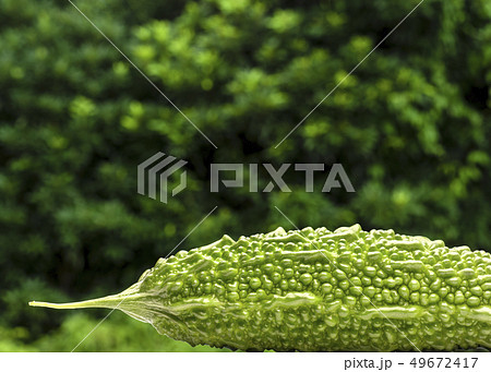 私が育てた ゴーヤ 49672417