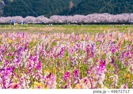 （静岡県）松崎町・田んぼをつかった花畑 49672717