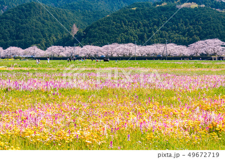 (静岡県)松崎町・田んぼをつかった花畑 (静岡県)松崎町・田んぼをつかった花畑 49672719