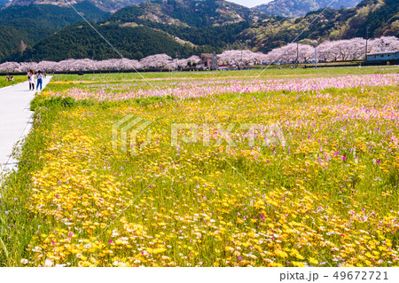 （静岡県）松崎町・田んぼをつかった花畑 49672721