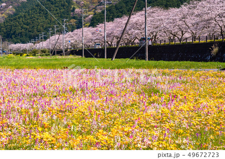 (静岡県)松崎町・田んぼをつかった花畑 (静岡県)松崎町・田んぼをつかった花畑 49672723