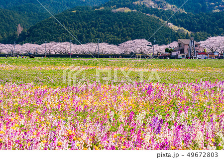 (静岡県)松崎町・田んぼをつかった花畑 (静岡県)松崎町・田んぼをつかった花畑 49672803