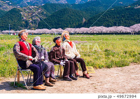 （静岡県）松崎町・田んぼをつかった花畑　案山子・同級生お達者くらぶ 49672994