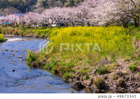 (静岡県)松崎町・那賀川の桜 (静岡県)松崎町・那賀川の桜 49673345