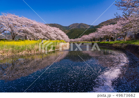 （静岡県）松崎町・那賀川の桜　花筏 49673662