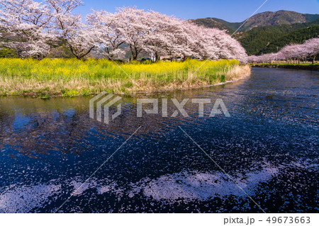 （静岡県）松崎町・那賀川の桜　花筏 49673663