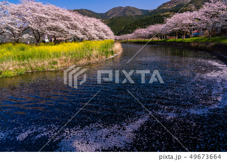 （静岡県）松崎町・那賀川の桜　花筏 49673664