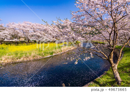 （静岡県）松崎町・那賀川の桜　花筏 49673665