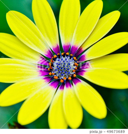 黄色のアフリカンデイジー 49673689