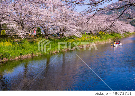 (静岡県)松崎町・那賀川の桜 花見舟 (静岡県)松崎町・那賀川の桜 花見舟 49673711