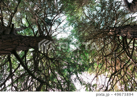 pine trunks with branches. Sun rays in the tree crown pine trunks with branches. Sun rays in the tree crown 49673894