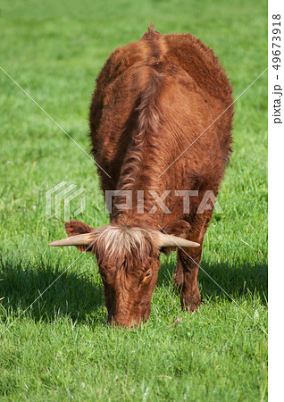 portrait of brown cow grazing the grass  49673918