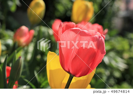 花壇の花：チューリップ：大阪府枚方市 49674814