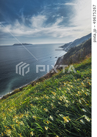 兵庫県 淡路島 灘黒岩水仙郷 兵庫県 淡路島 灘黒岩水仙郷 49675267