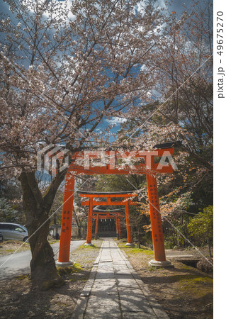京都 竹中稲荷 桜 春 京都 竹中稲荷 桜 春 49675270