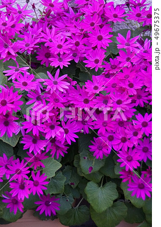 シネラリア　セネッティ レッド　花言葉は「いつも快活」 49675375