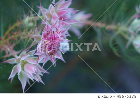 セルリア プリティピンク 花言葉は 優れた知識 の写真素材