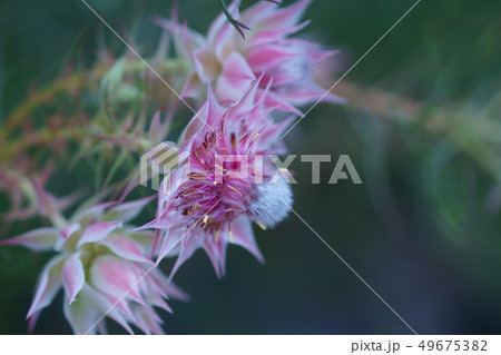 セルリア プリティピンク 花言葉は 優れた知識 の写真素材