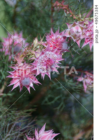 セルリア　プリティピンク　花言葉は「優れた知識」 49675384