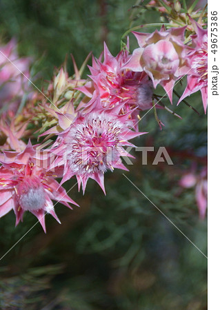 セルリア プリティピンク 花言葉は 優れた知識 の写真素材