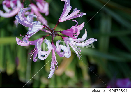 ネリネ　花言葉は「また会う日を楽しみに」 49675391