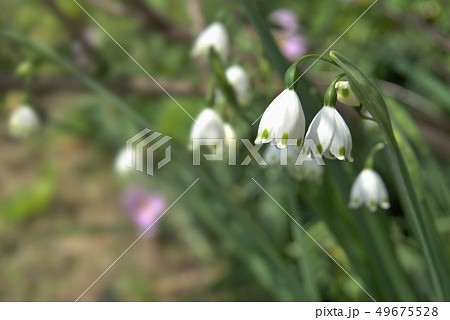 スノーフレーク 49675528