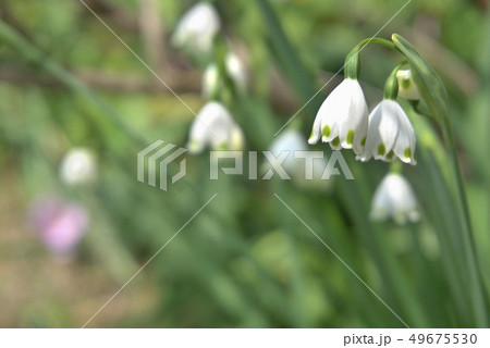 スズランスイセン 49675530